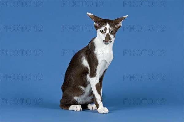 Pedigree cat