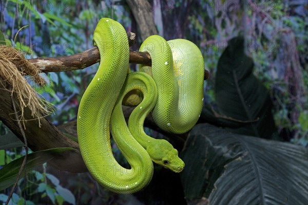 Green Tree Python (Morelia viridis)