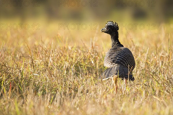 Bare-faced Curassow (Crax fasciolata)