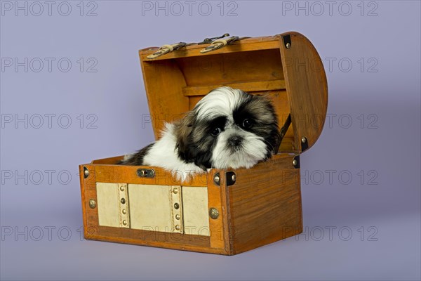 Shih Tzu puppy