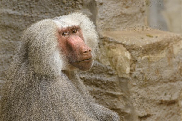 Hamadryas Baboon (Papio hamadryas)