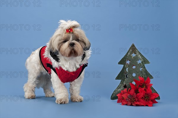 Shih-Tzu dog (Canis lupus familiaris)