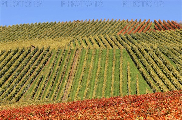 Vineyard in autumn