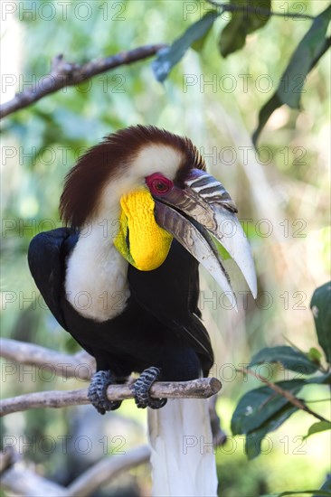 Wreathed Hornbill or Bar-pouched Wreathed Hornbill (Rhyticeros undulatus)