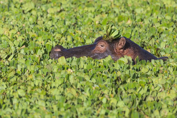 Hippopotamus (Hippopotamus amphibius) in a pond covered with water lettuce