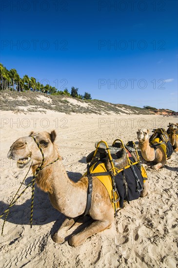 Camels prepared for tourists on Cable Beach