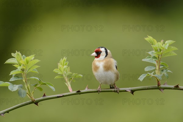 European Goldfinch (Carduelis carduelis) adult