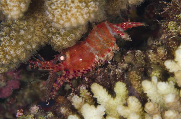 Common Marbled Shrimp (Saron marmoratus)