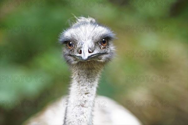 Common Ostrich (Struthio camelus)