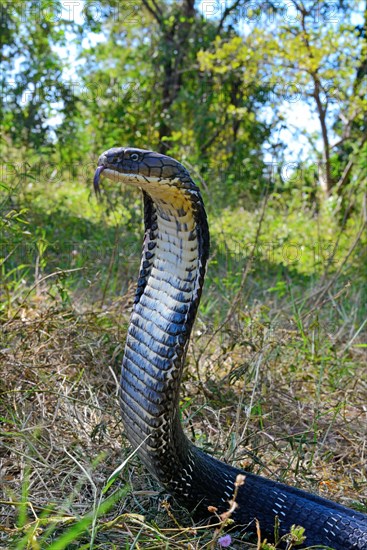 King cobra (Ophiophagus hannah)