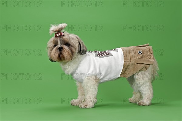 Shih-Tzu dog