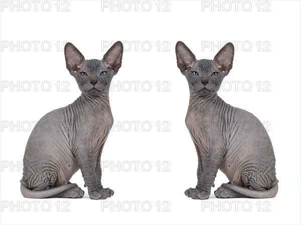 Don Sphynx kitten