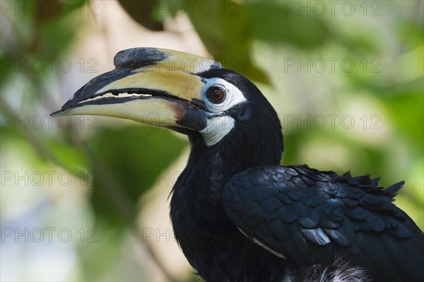 Southern Pied-Hornbill (Anthracoceros convexus)