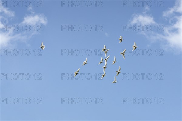White Doves (Columbidae) flying against a blue sky