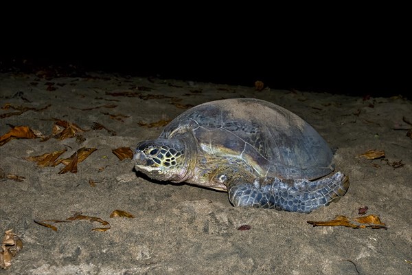 Green Turtle or Green Sea Turtle (Chelonia mydas) laying eggs