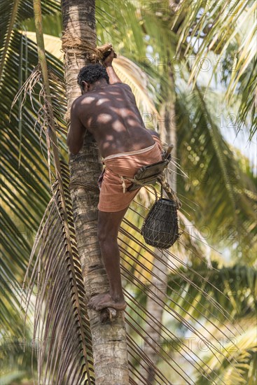 Toddy Tapper climbing a coconut palm