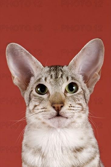 Oriental Shorthair cat