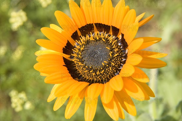 Cape Daisy (Arctotis fastuosa)