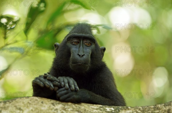 Celebes Crested Macaque (Macaca nigra)