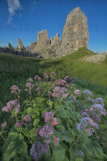 Cinque Torri with blue sky and a meadow of violet flowers in the foreground