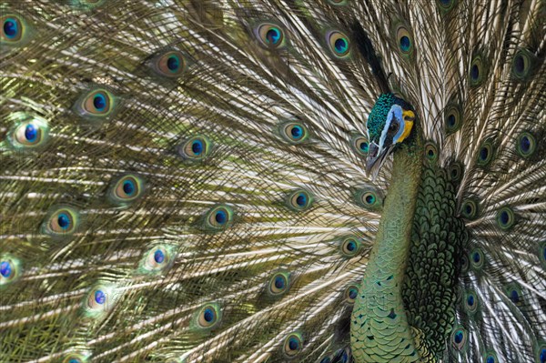 Java Peafowl or Green Peafowl (Pavo muticus)