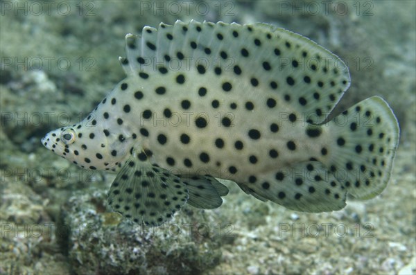 Panther grouper (Cromileptes altivelis)