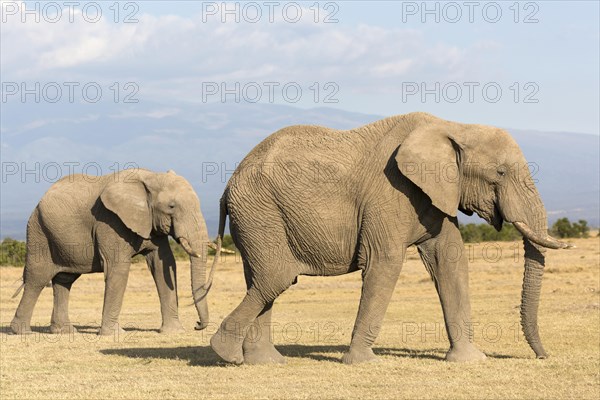 African Elephants (Loxodonta africana)