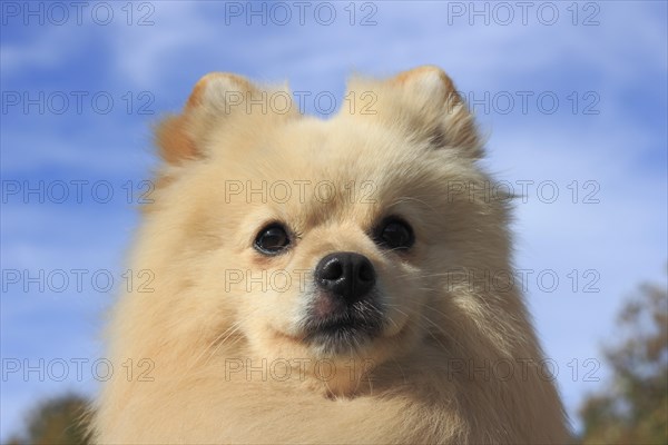 Pomeranian