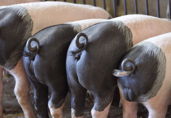 Pigs (Sus srofa domestica) from behind