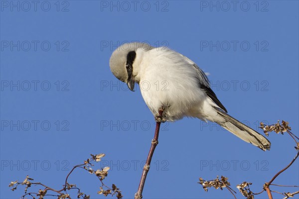 Great grey shrike (Lanius excubitor) on perch