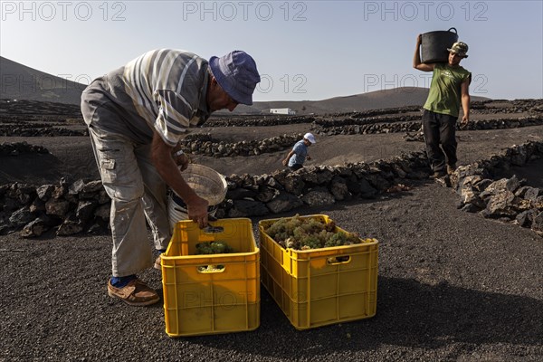 Typical vineyards in dry cultivation in volcanic ash