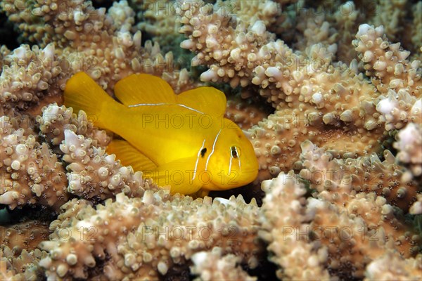 Poison Goby (Gobiodon citrinus) on Agropora Coral (Agropora sp.)