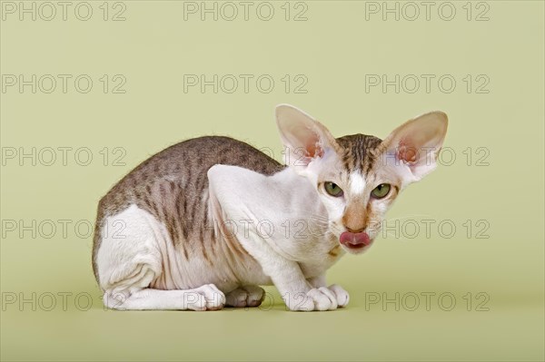 Peterbald cat