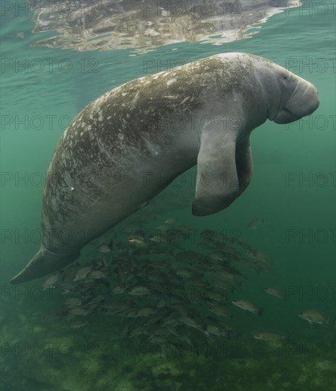 West Indian Manatee (Trichechus manatus)