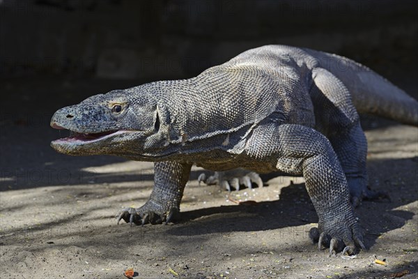 Komodo Dragon (Varanus komodoensis)