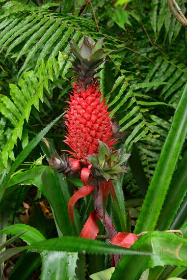 Pineapple (Ananas comosus)