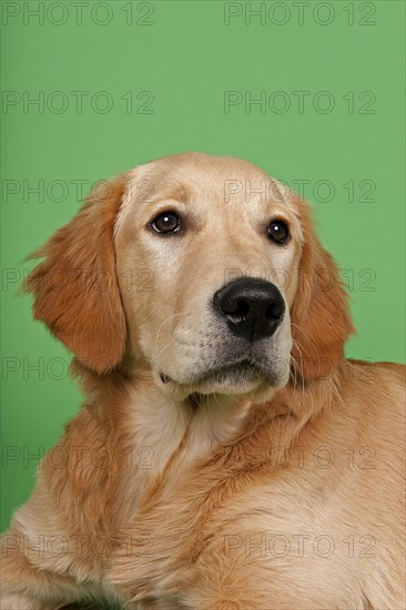 Golden Retriever