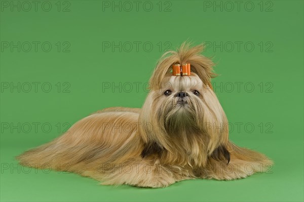 Shih Tzu