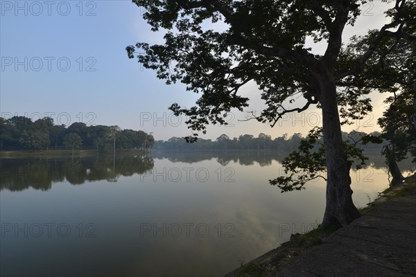 Trees with morning mist