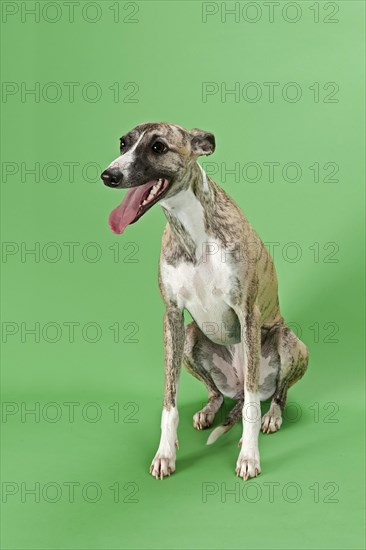 Whippet