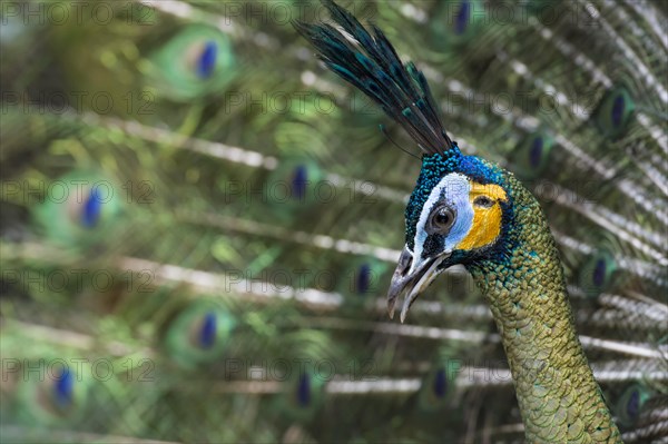 Java Peafowl or Green Peafowl (Pavo muticus)