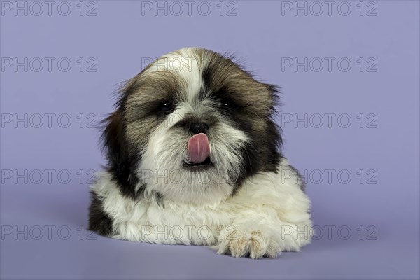 Shih Tzu puppy