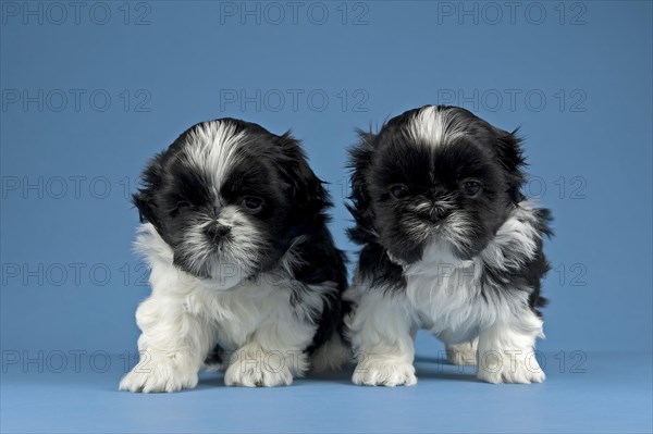 Two Shih Tzu puppies