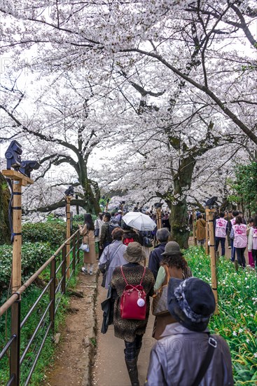 Tourists and Japanese under blossoming cherry trees