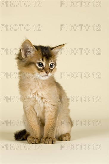 Somali kitten