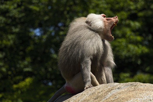 Hamadryas Baboon (Papio hamadryas)