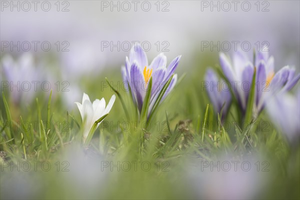 Flowering Crocuses (Crocus vernus)