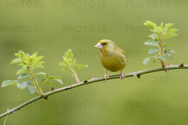 European Greenfinch (Carduelis chloris) adult male