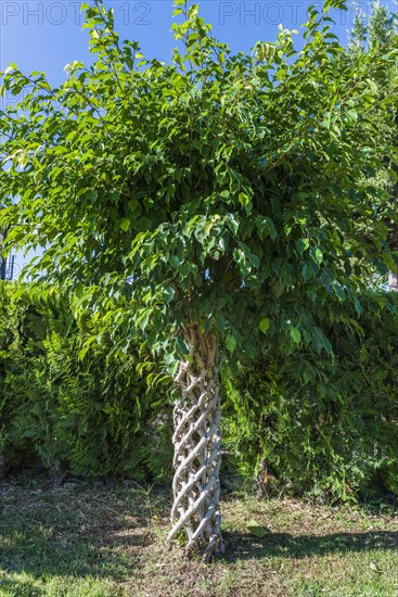 Weeping Fig (Ficus benjamina)