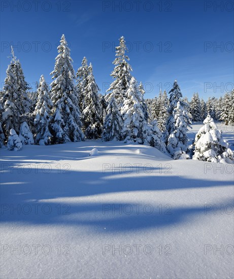 Snow-covered winter landscape